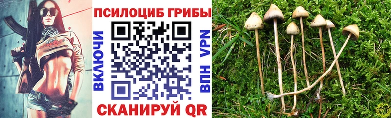 omg ТОР  Краснознаменск  Псилоцибиновые грибы Psilocybine cubensis  что такое наркотик 